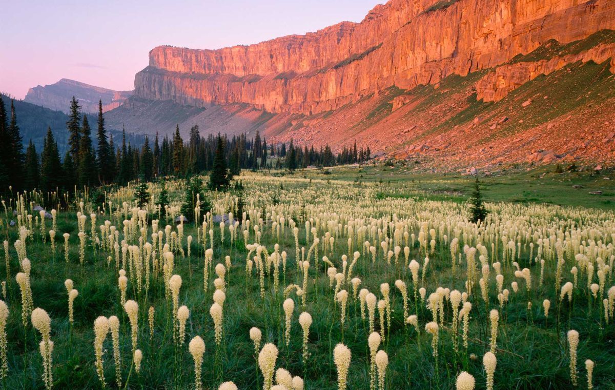 Sunlit red canyon cliffs above a green meadow dotted with white wildflowers and pine trees