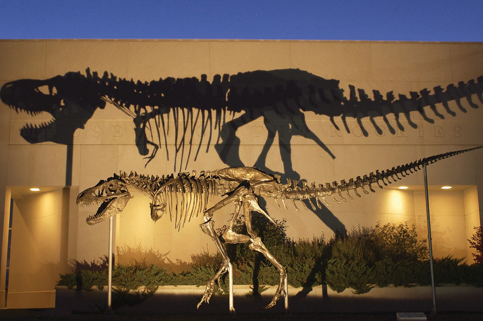 Tyrannosaurus rex skeleton display in a museum, with a large shadow backdrop and plants below.