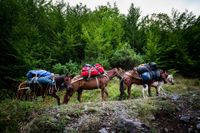 Three pack mules loaded with colorful bags walking along a rocky forest trail