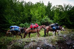 Horseback Trail Rides
