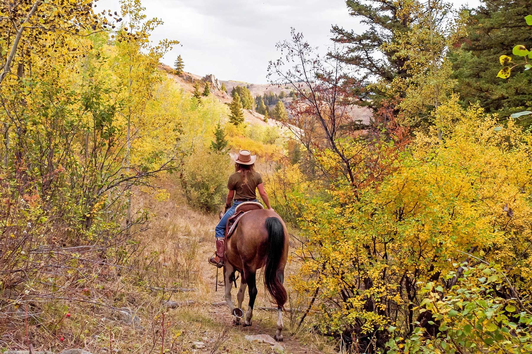 Helena National Forest