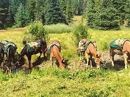Pack horses grazing in a sunny meadow with evergreen trees in the background