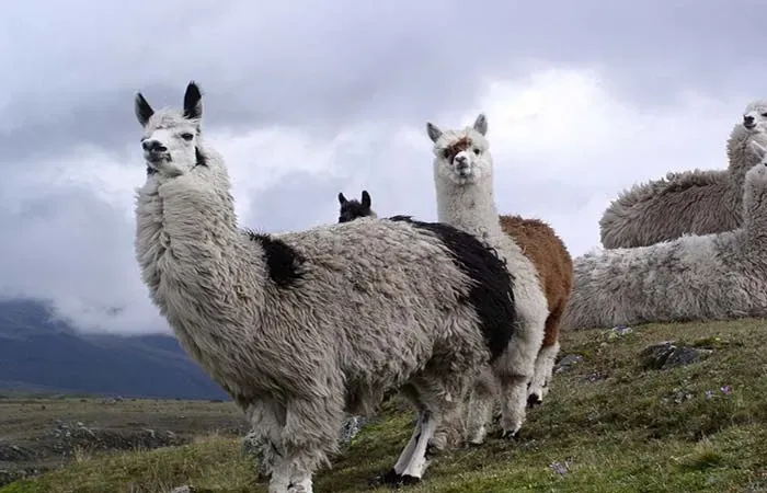 Llamas standing on a grassy hillside under a cloudy sky