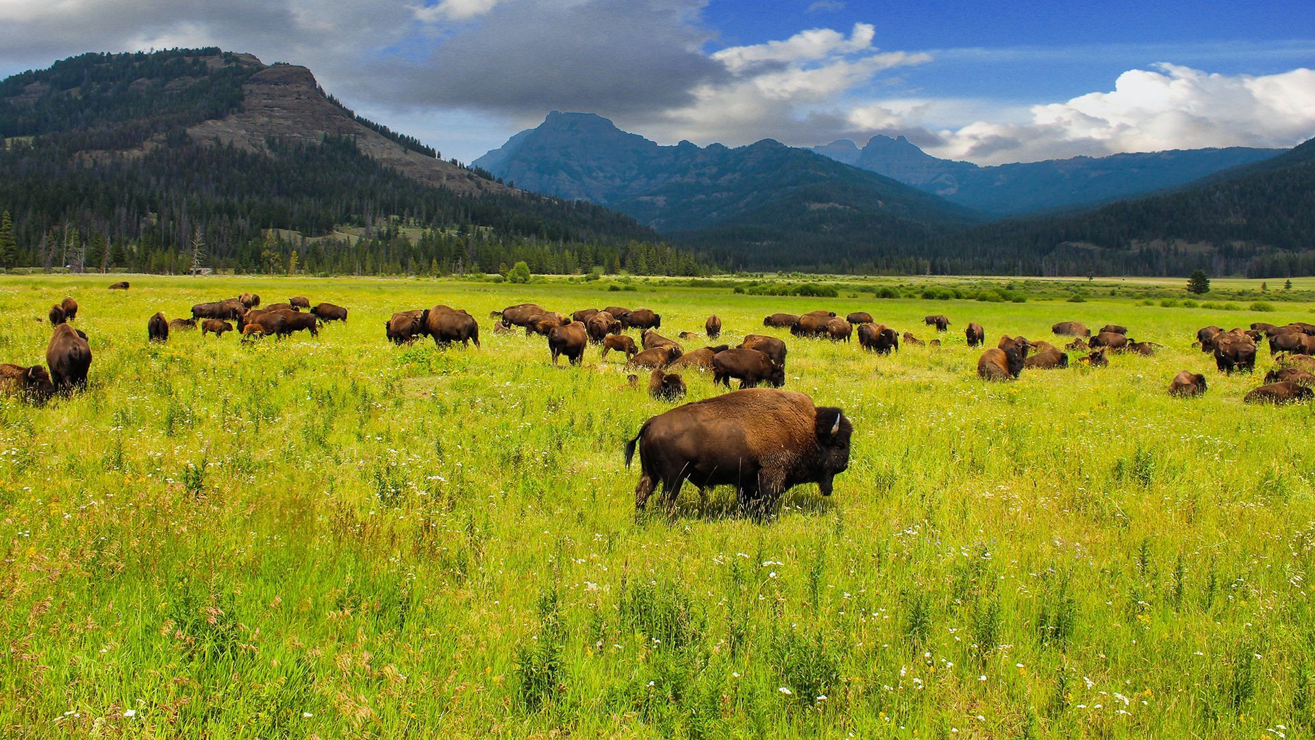 Lamar Valley Bison