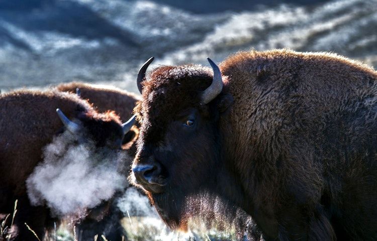 Yellowstone in Winter