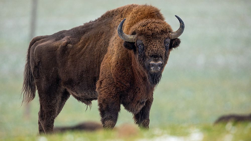 Montana Bison
