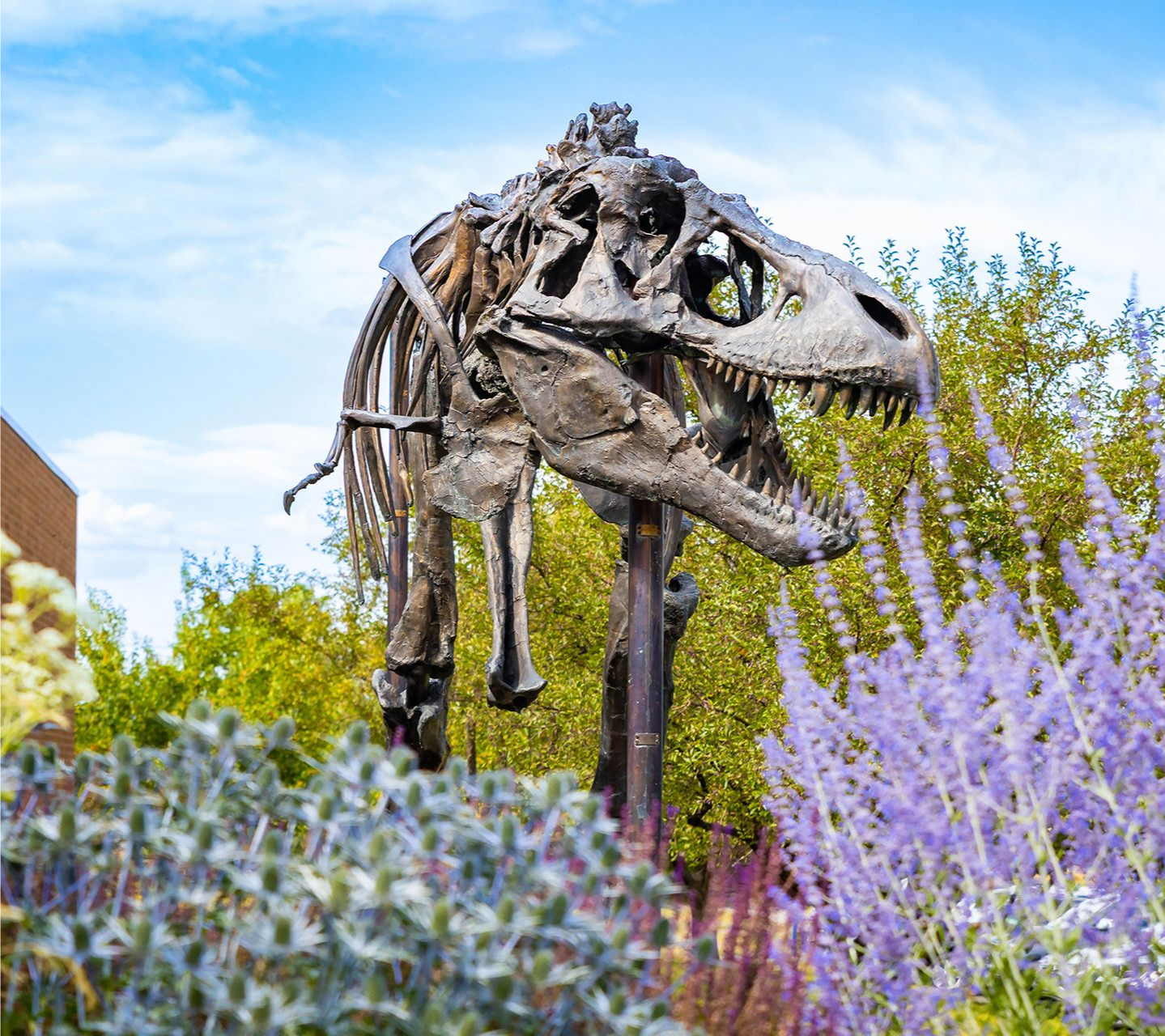 Dinosaur Tours