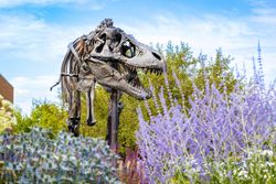 Dinosaur Site Tours