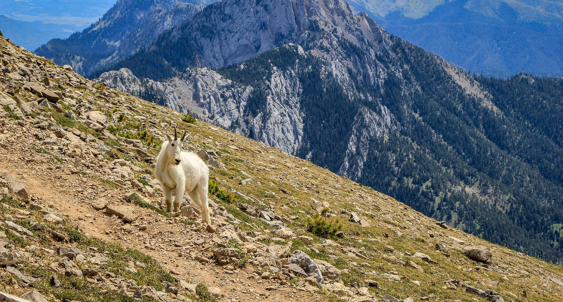 Montana Wildlife