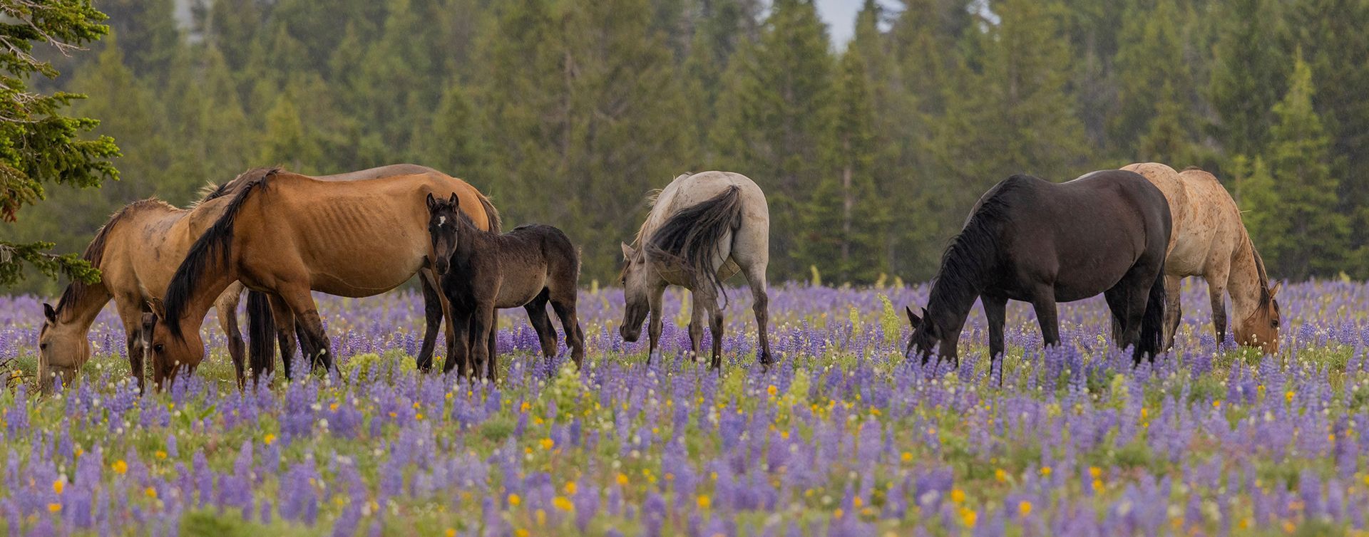 Wildlife Tours