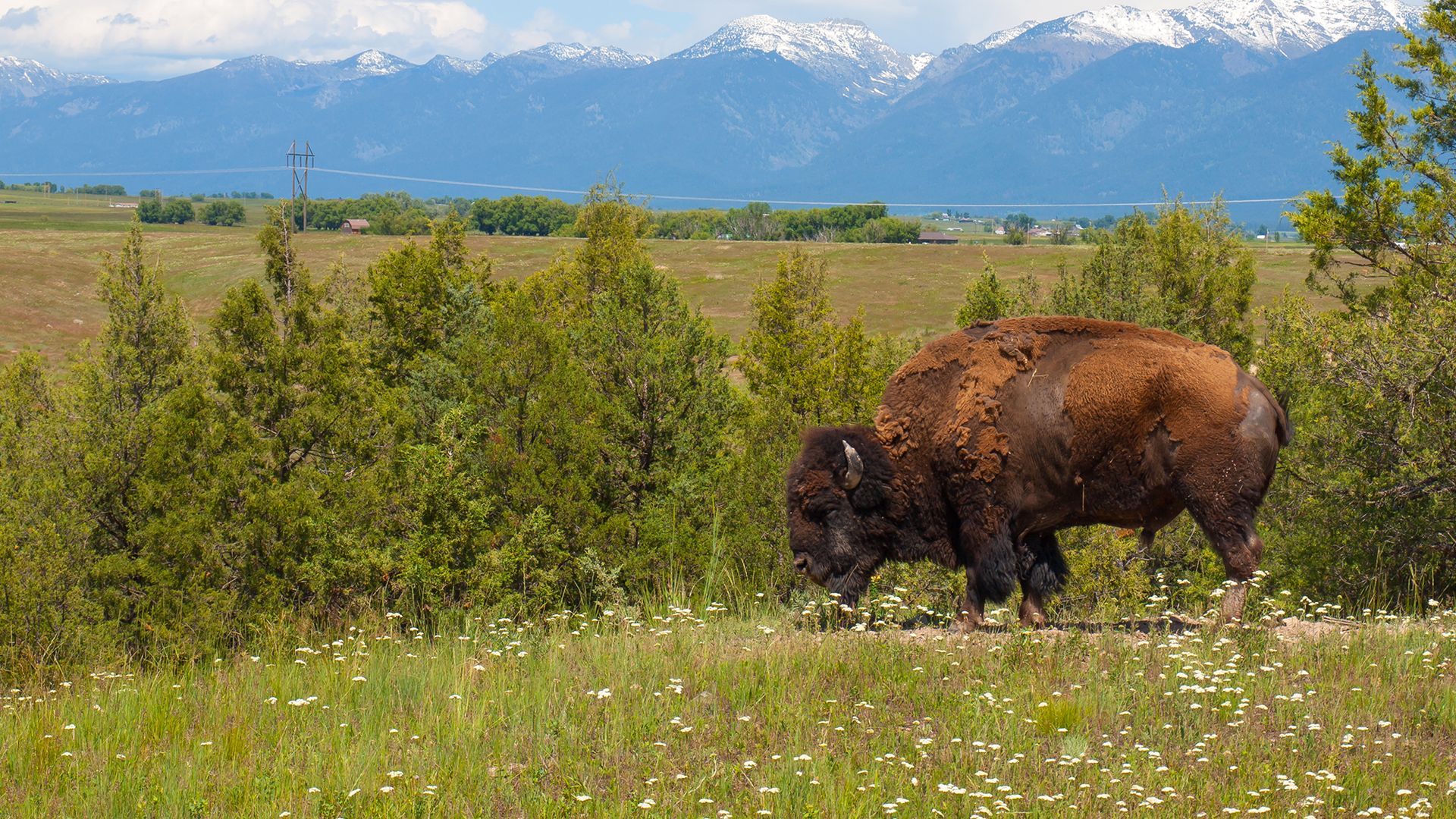 National Bison Range
