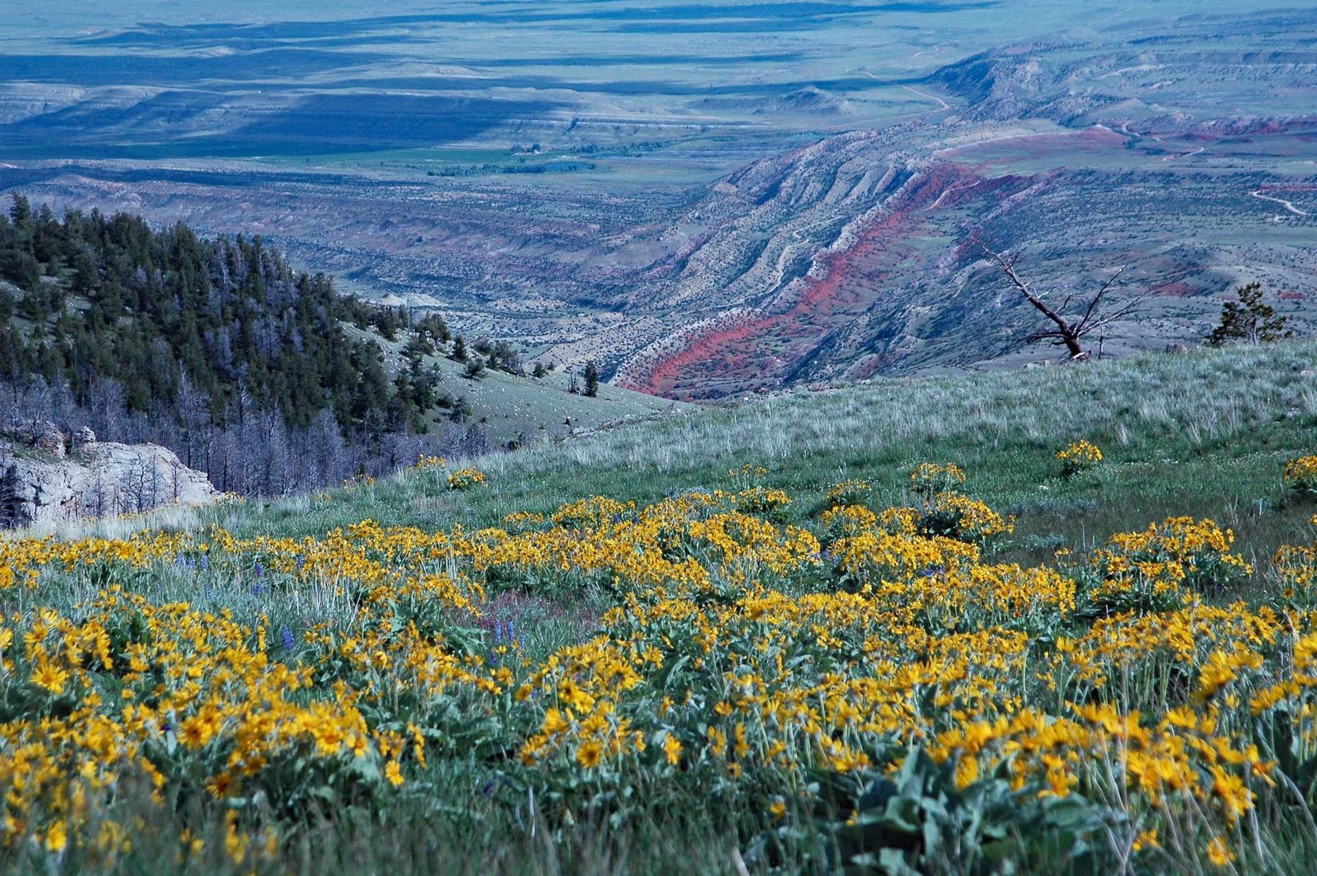 Pryor Mountain Range