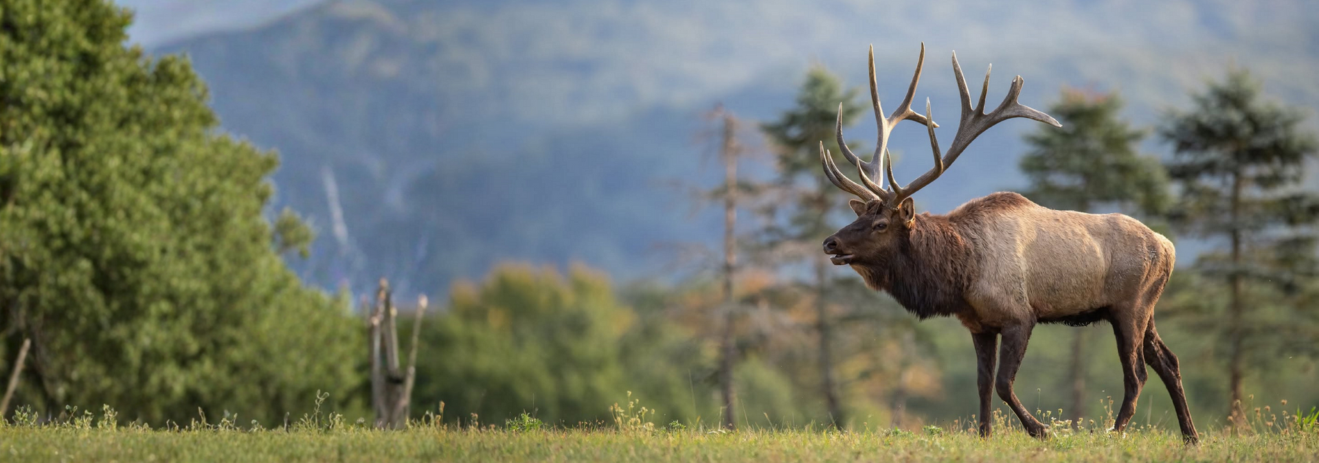 Big Game Hunting for Deer, Elk, Bighorn Sheep, Mountain Goats and Black Bear