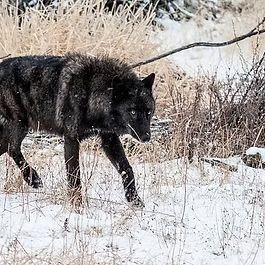 Black wolf walking through snow in a winter field