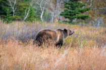 Brown bear standing in tall grass in a wooded meadow