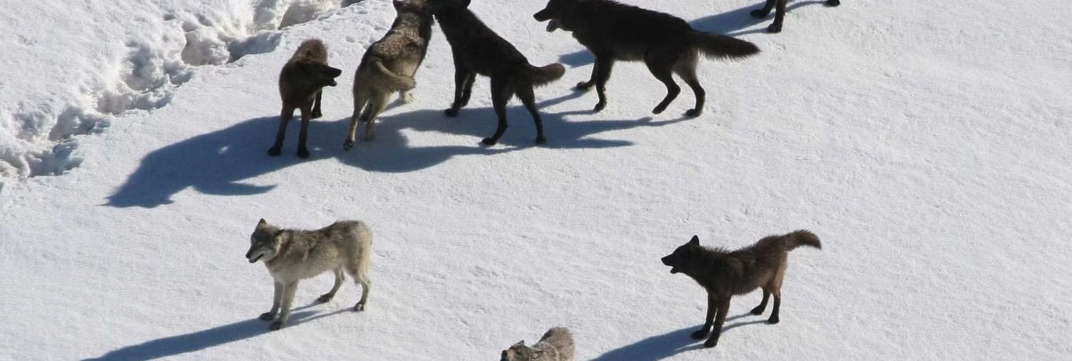 Several dogs running and standing on snowy ground in bright sunlight