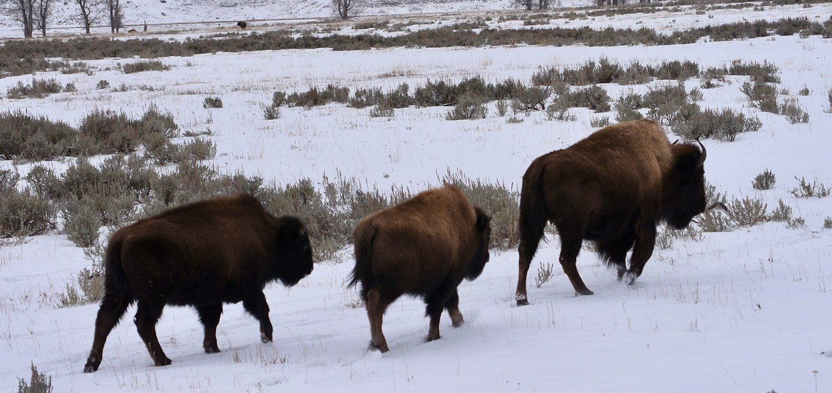 Three bison walking across a snowy field