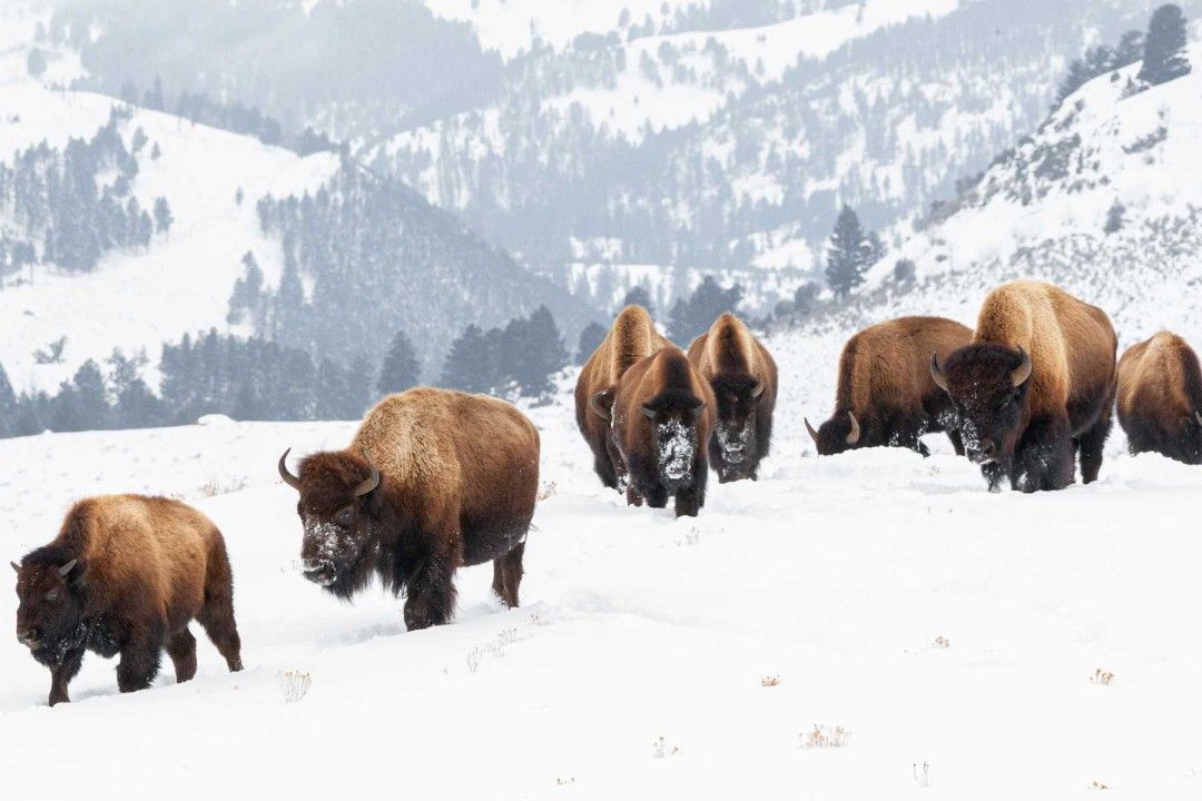 Bison herd walking through snowy field with mountain backdrop