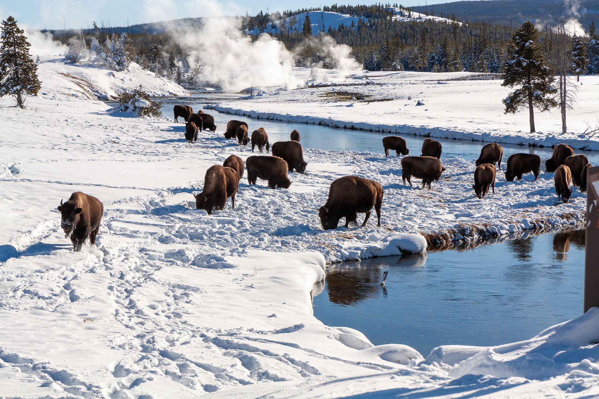 Yellowstone in Winter