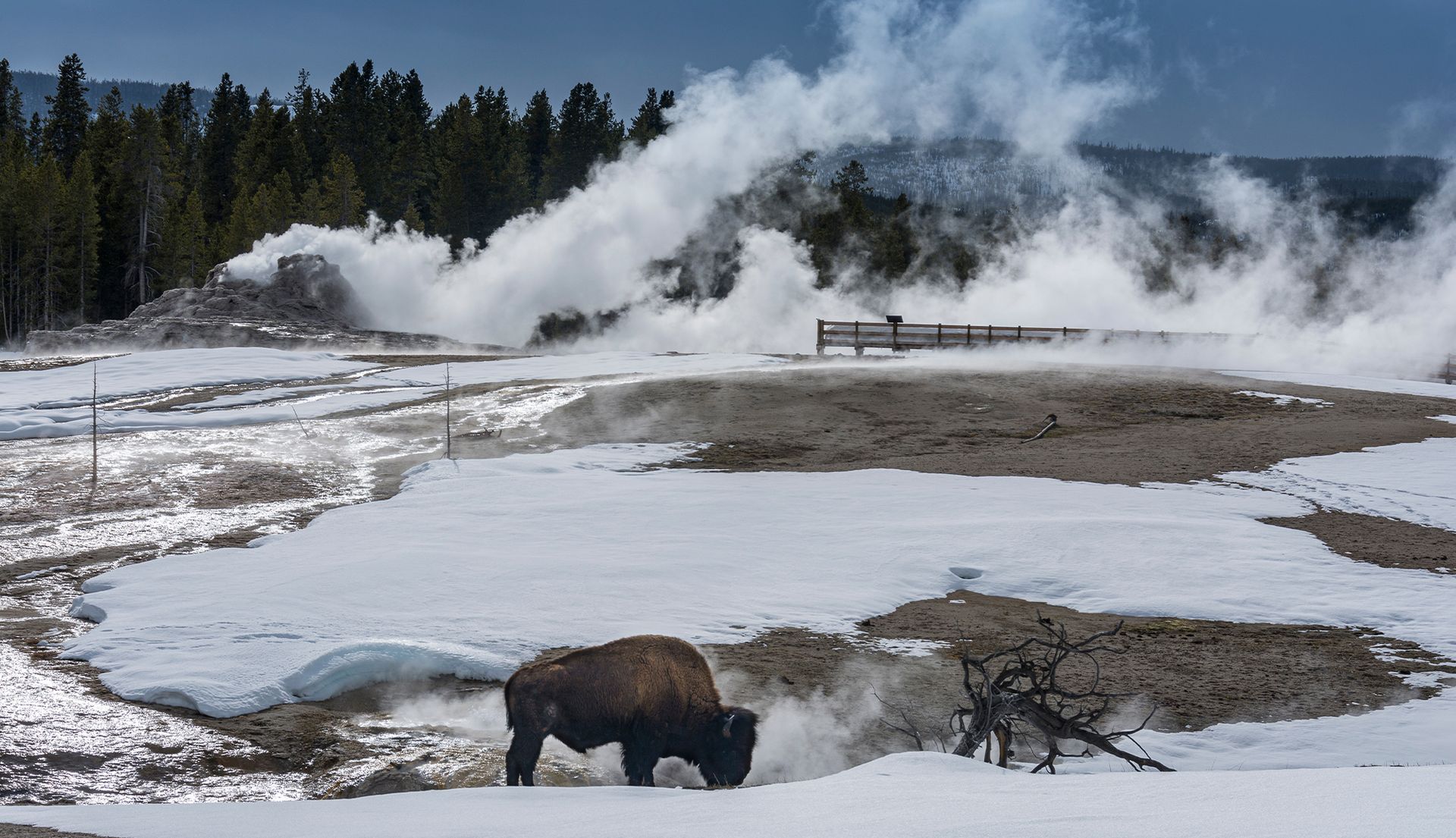 Bison grazing near steaming geysers in a snowy Yellowstone landscape