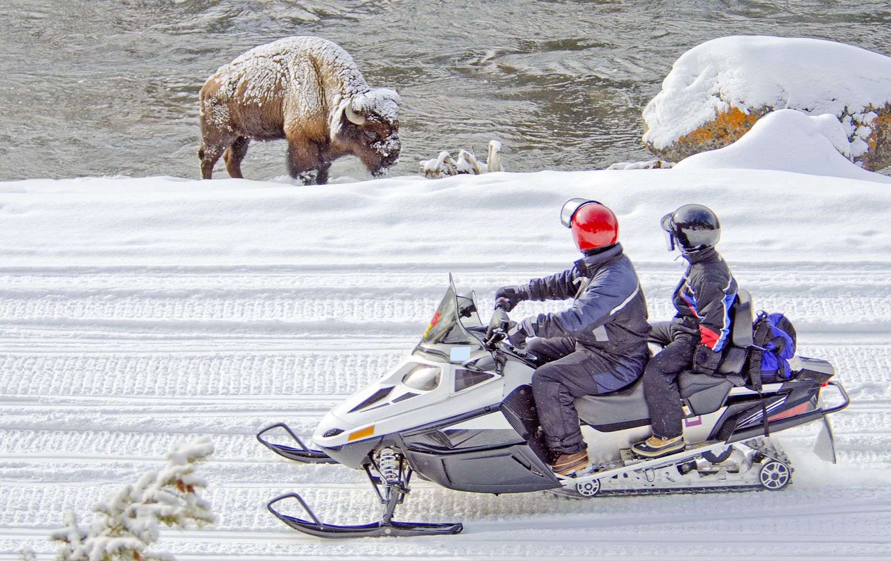 Two snowmobilers ride past a bear standing in a snowy riverbank