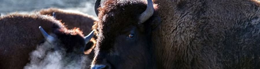 Two bison nuzzling in a snowy field, close-up in winter light