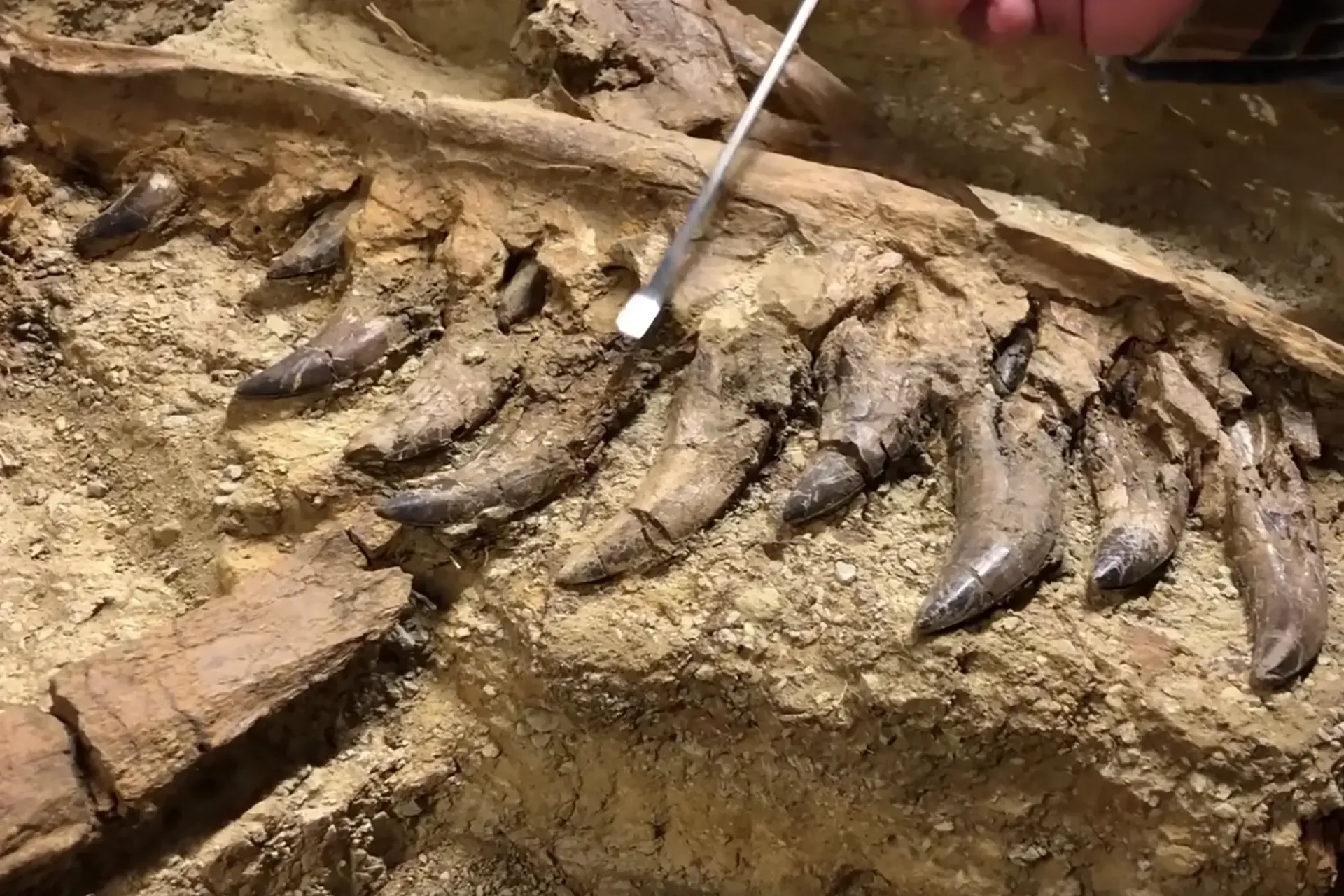 Excavated fossil bones embedded in rock, with a hand brushing away dirt using a tool.