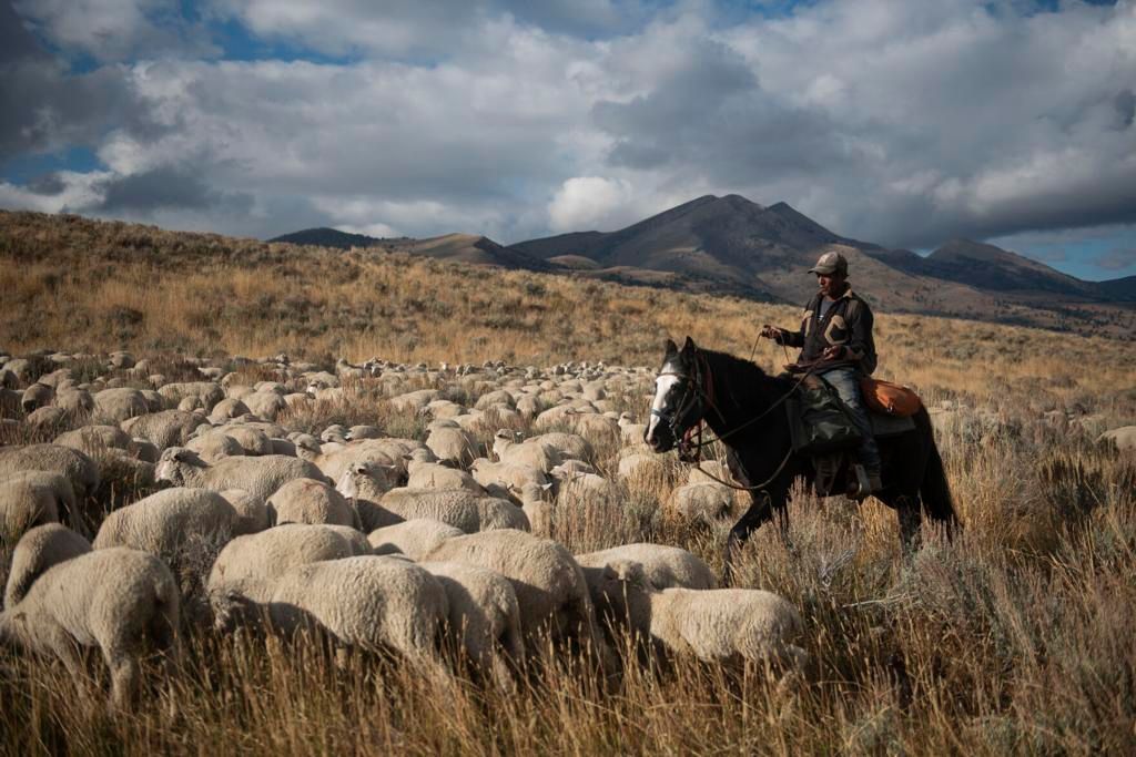 Sheep Herding