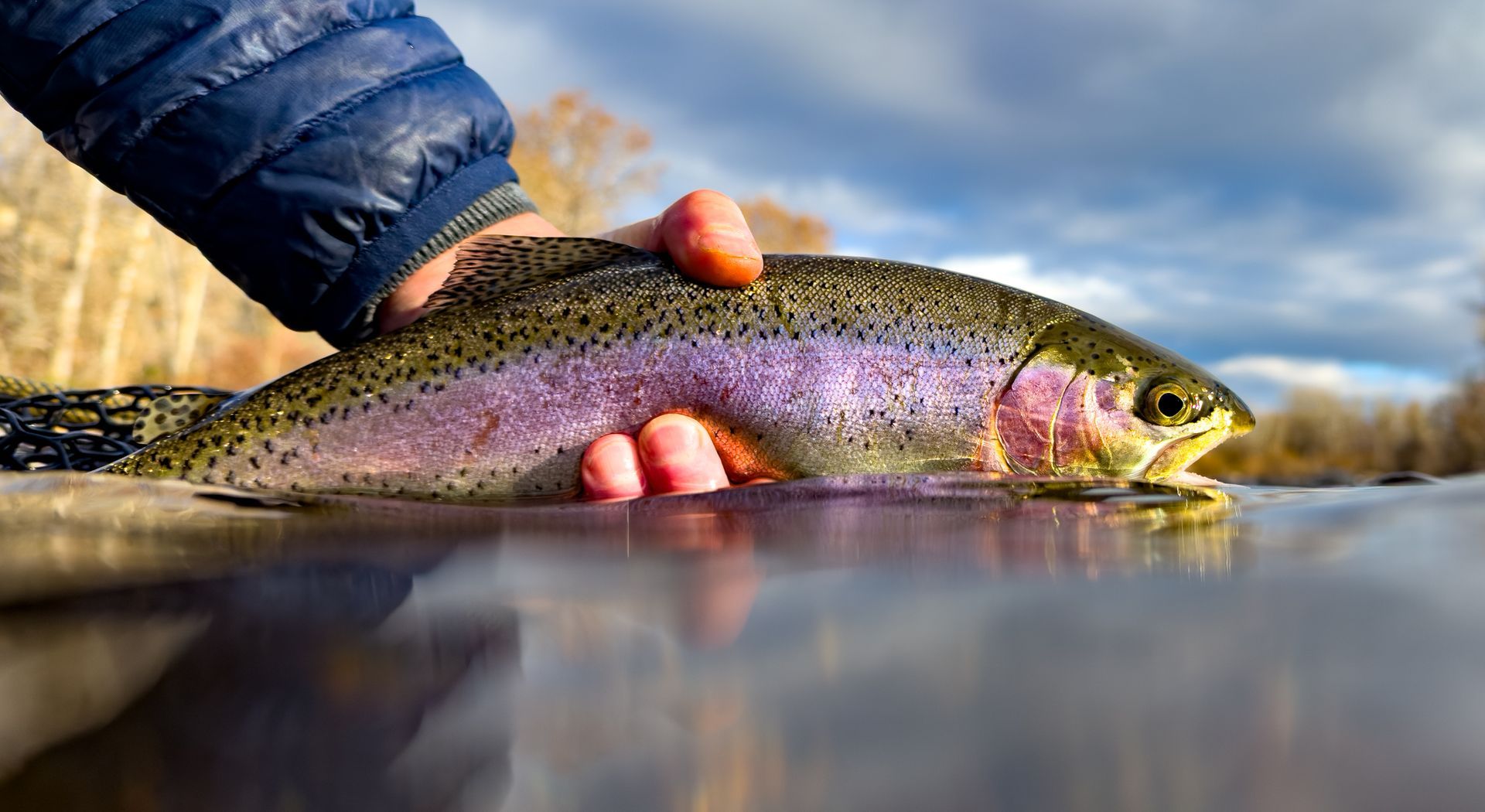 Fly Fishing the Hellroaring Creek in Montana