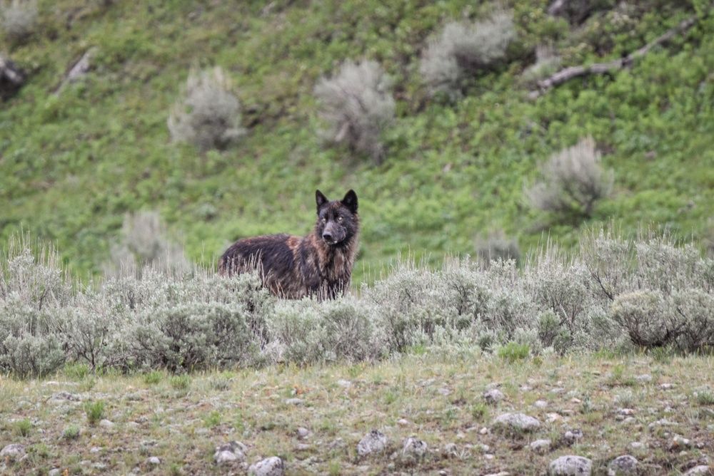 Lamar Valley Bison