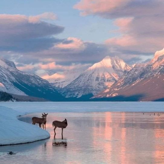 Two deer by a pink-reflecting lake with snowy mountains at sunset
