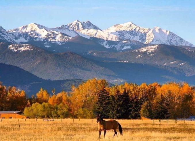 Horse grazing in a golden meadow with autumn trees and snow-capped mountains in the background