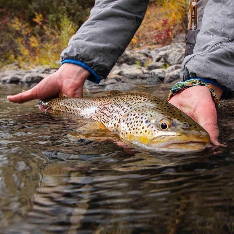 Hands release a brown trout in a shallow stream amid autumn foliage.