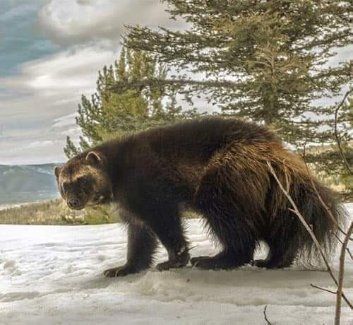 Large brown bear walking on snow in a forested mountain landscape