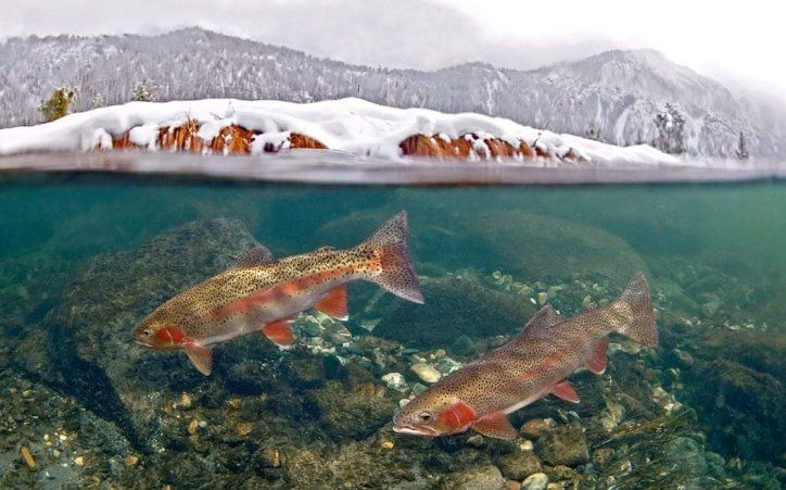 Two trout swim in clear water beneath a snowy mountain shoreline.