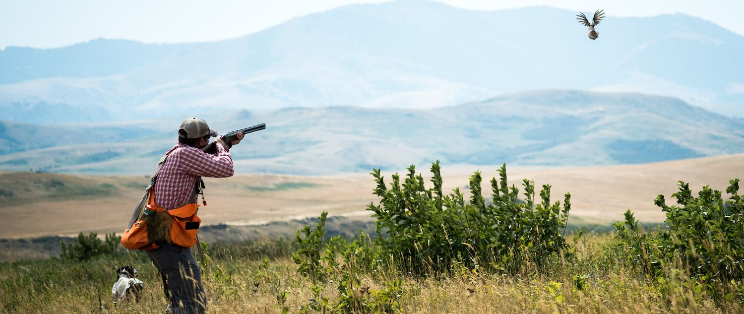 Upland Bird Hunting