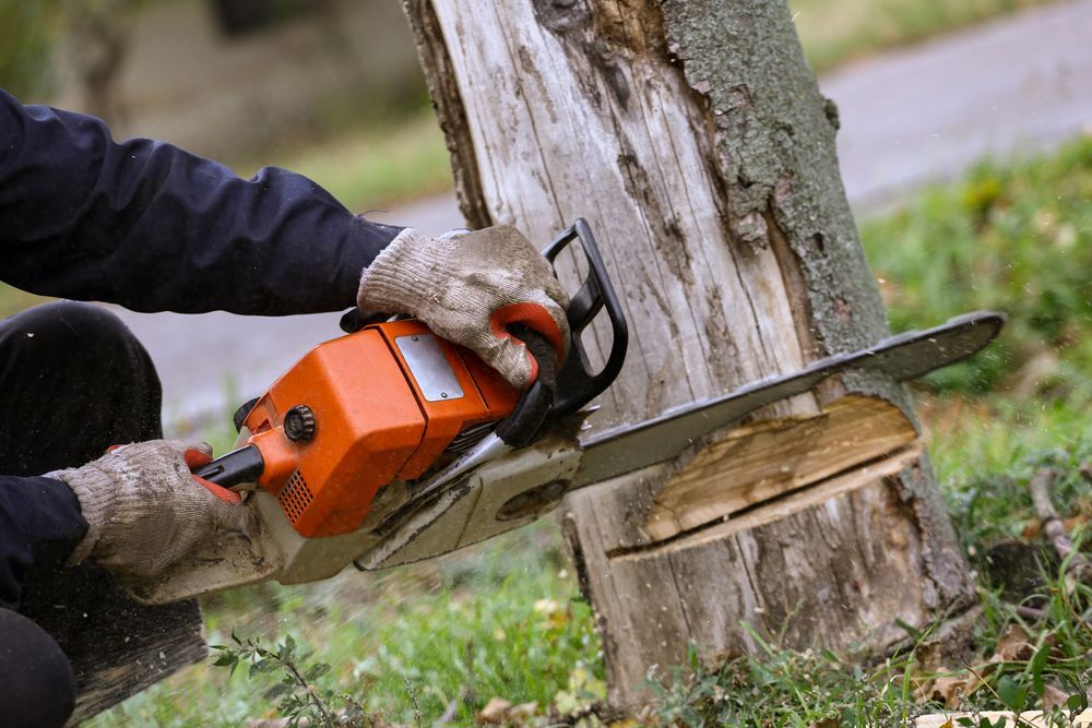 A Man is Cutting a Tree With a Chainsaw — Downright Carpentry in Ryan, QLD