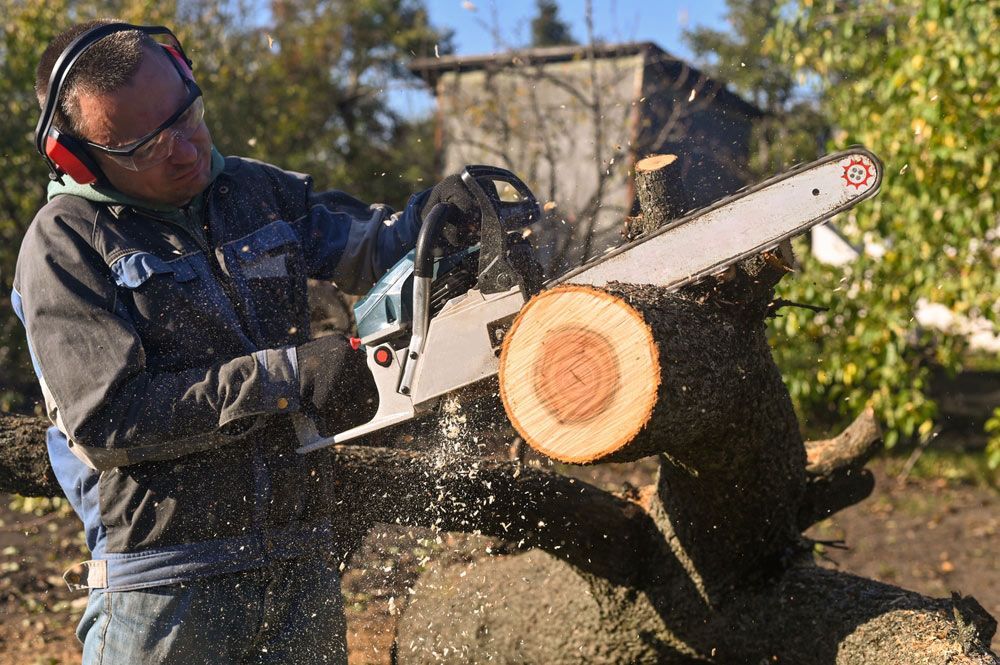 Man is Cutting a Tree With a Chainsaw — Downright Carpentry in Ryan, QLD