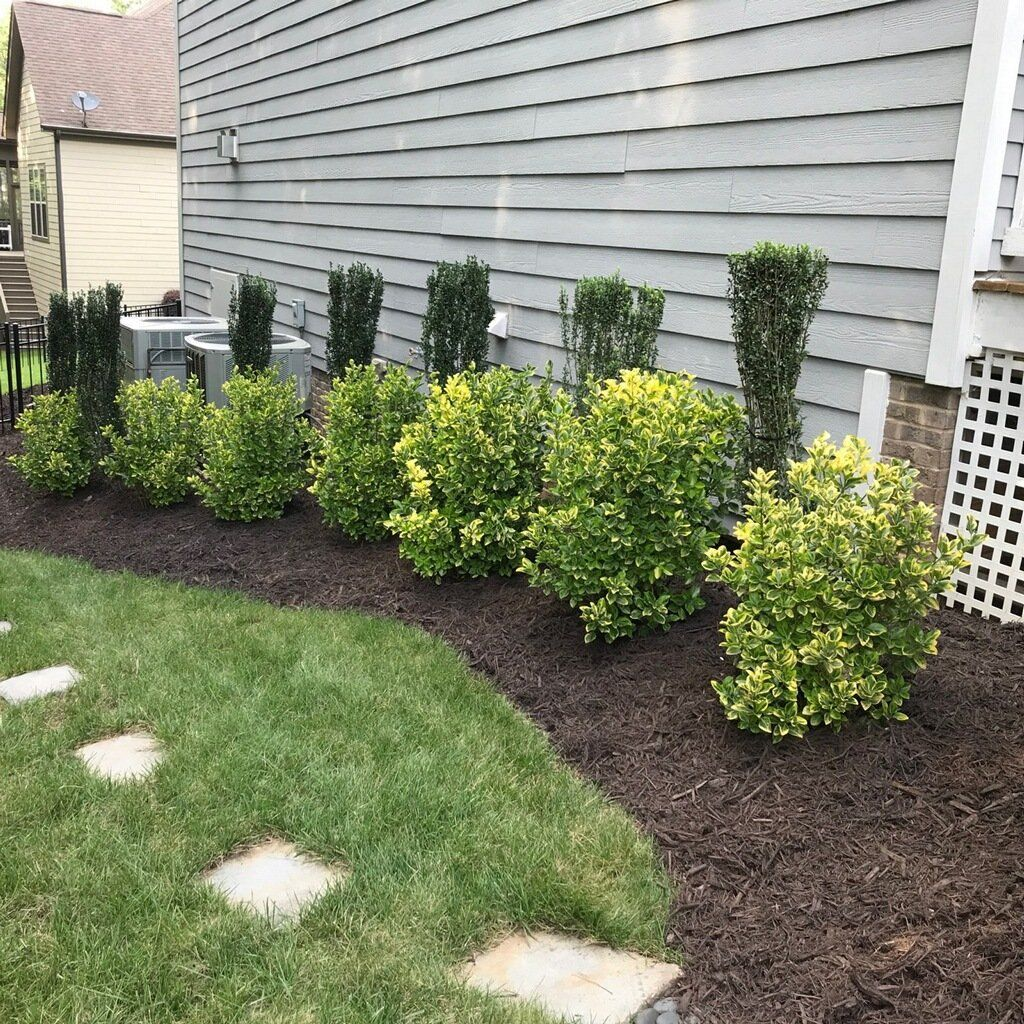 A neat garden bed with round green bushes and tall, narrow shrubs next to a gray house.
