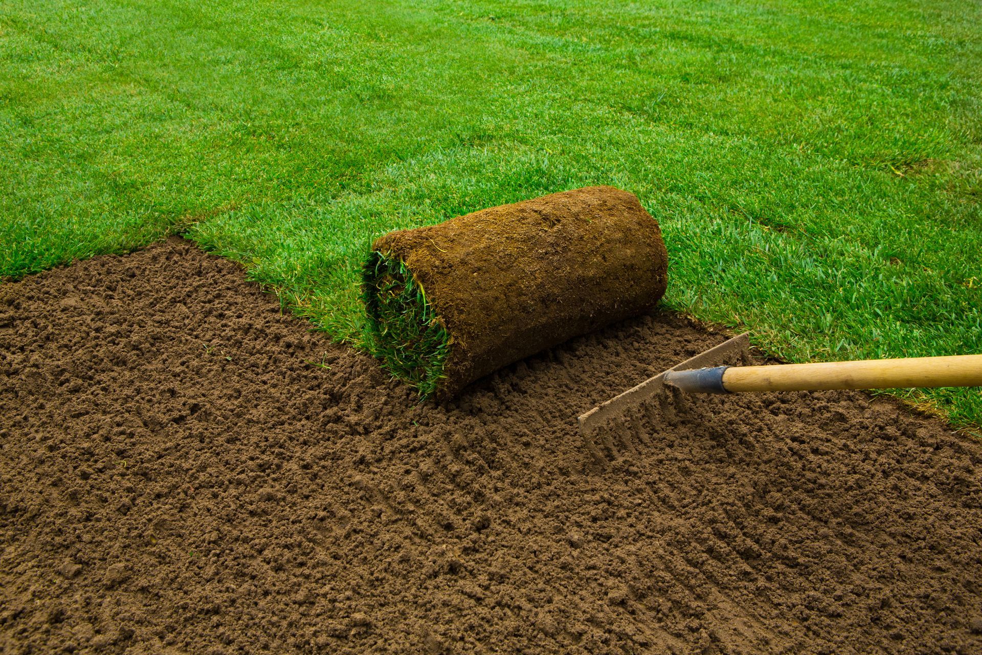 Roll of sod being unrolled on freshly raked, brown soil to replace existing grass.