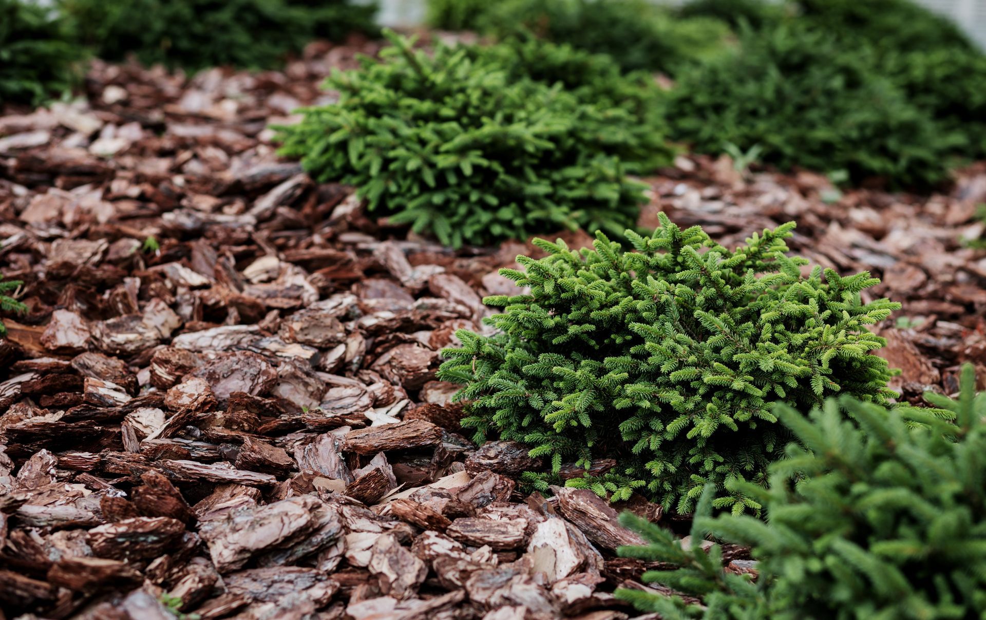 Green bushes in bark mulch.