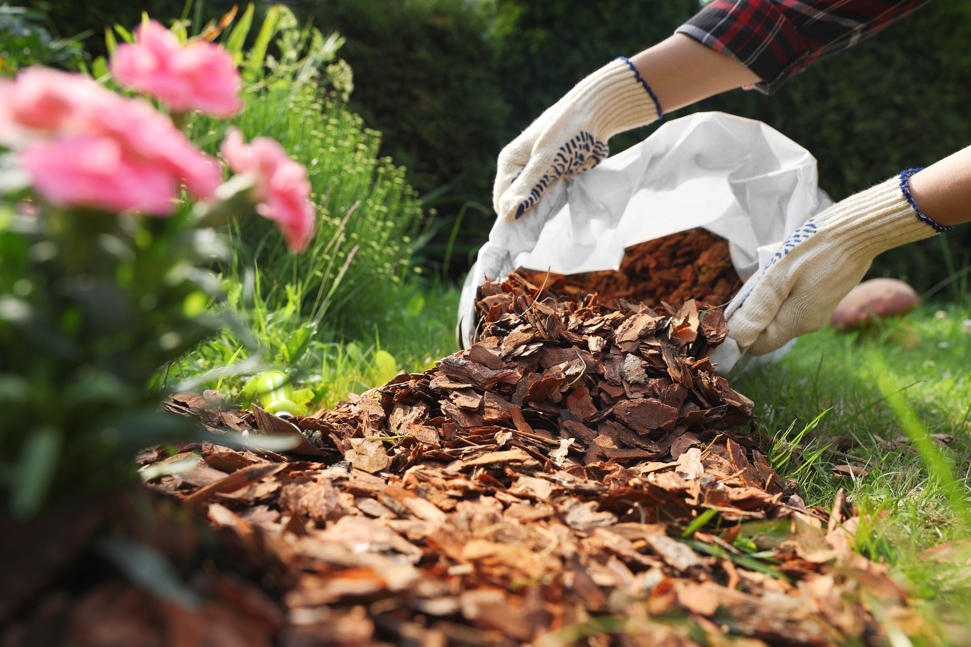 Person in gloves spreading wood mulch in a garden bed near pink flowers.