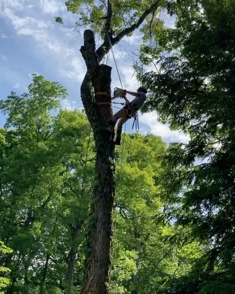 A man is climbing a tree in the woods.