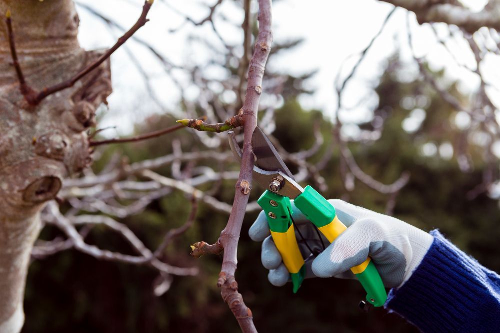 Professional tree pruning services near me – close-up of a gloved hand using pruning shears to trim a tree branch, demonstrating expert tree care and maintenance.