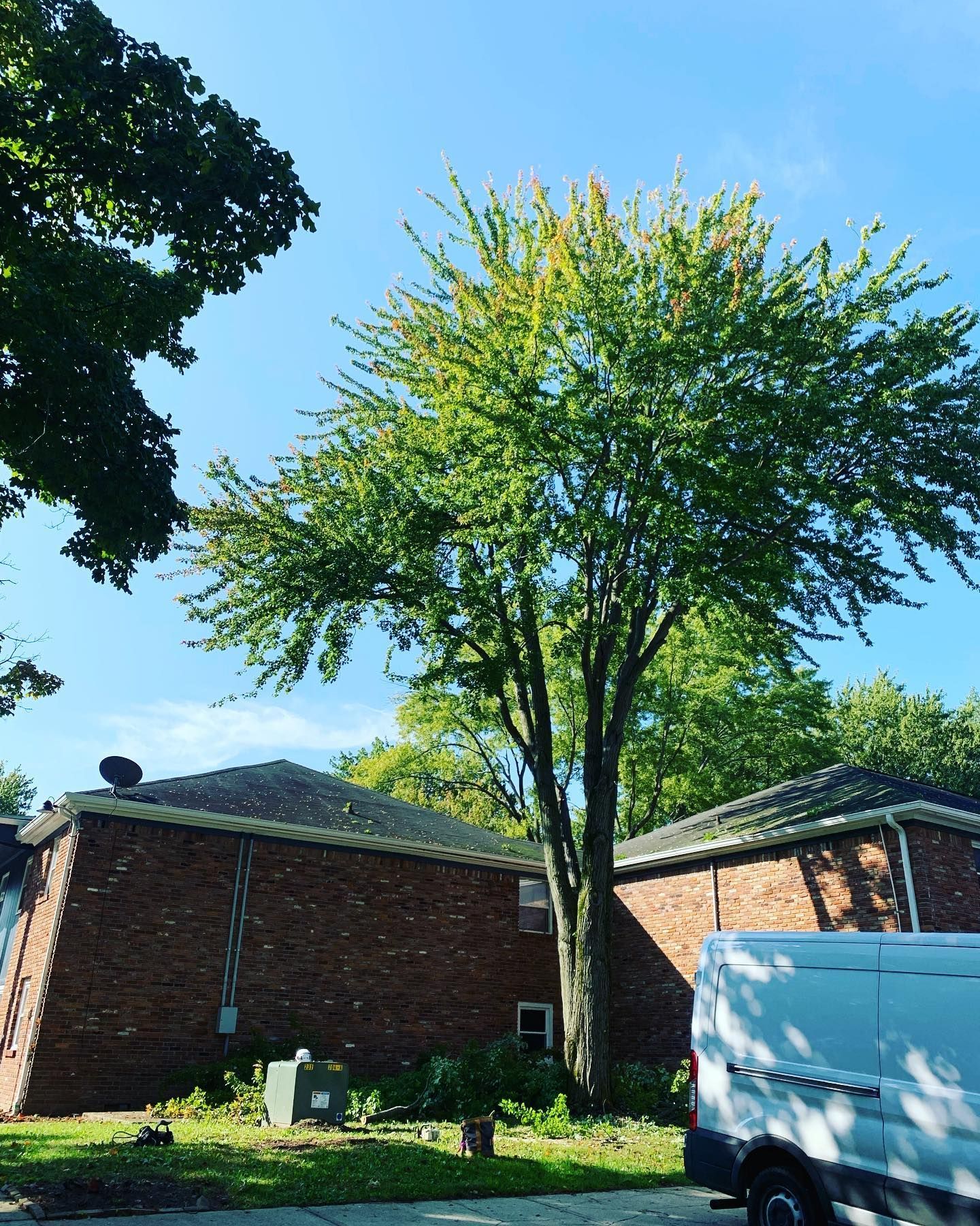 A healthy, professionally pruned tree in a residential yard, benefits from expert tree care
