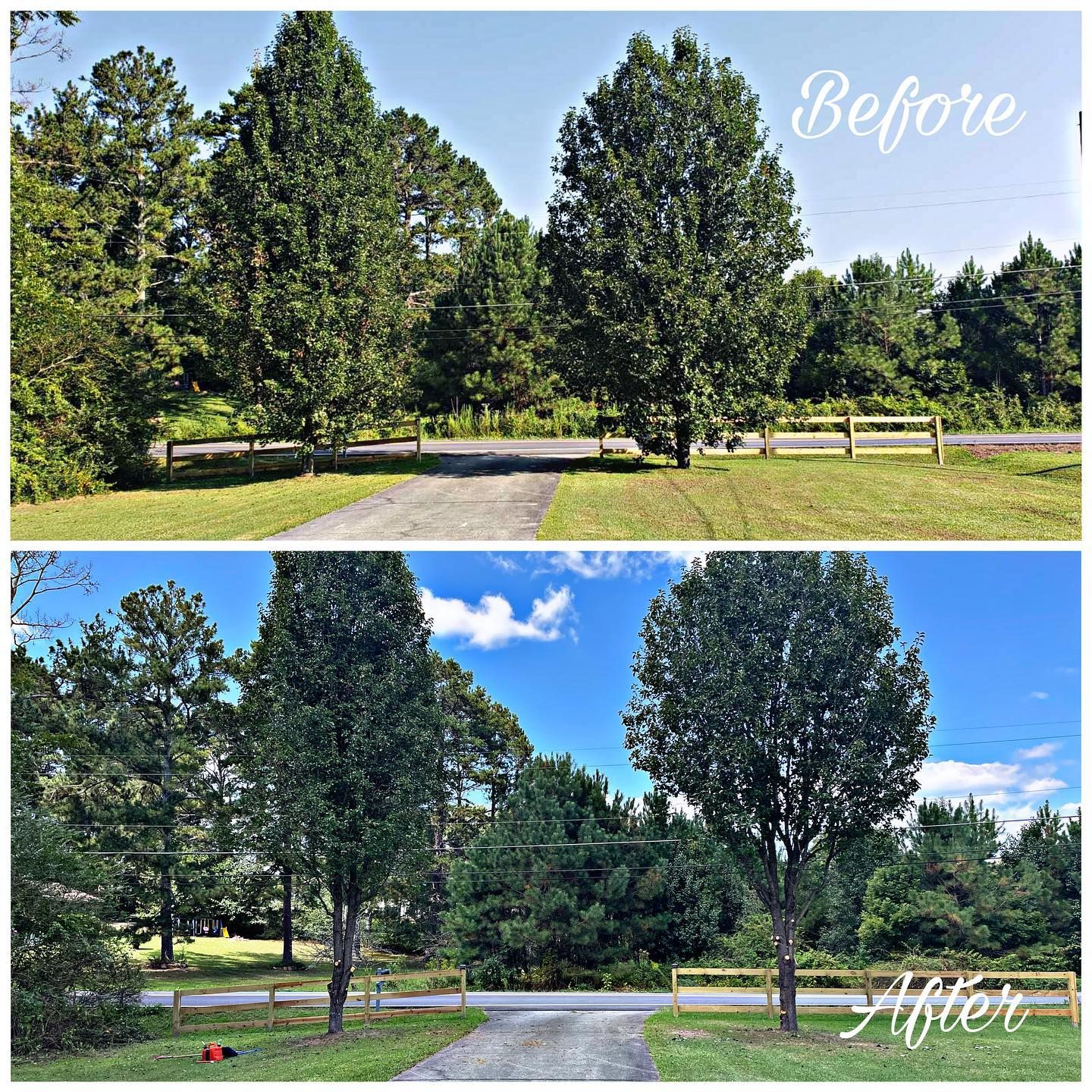 Healthy, well-maintained trees in a residential yard after professional tree trimming service.