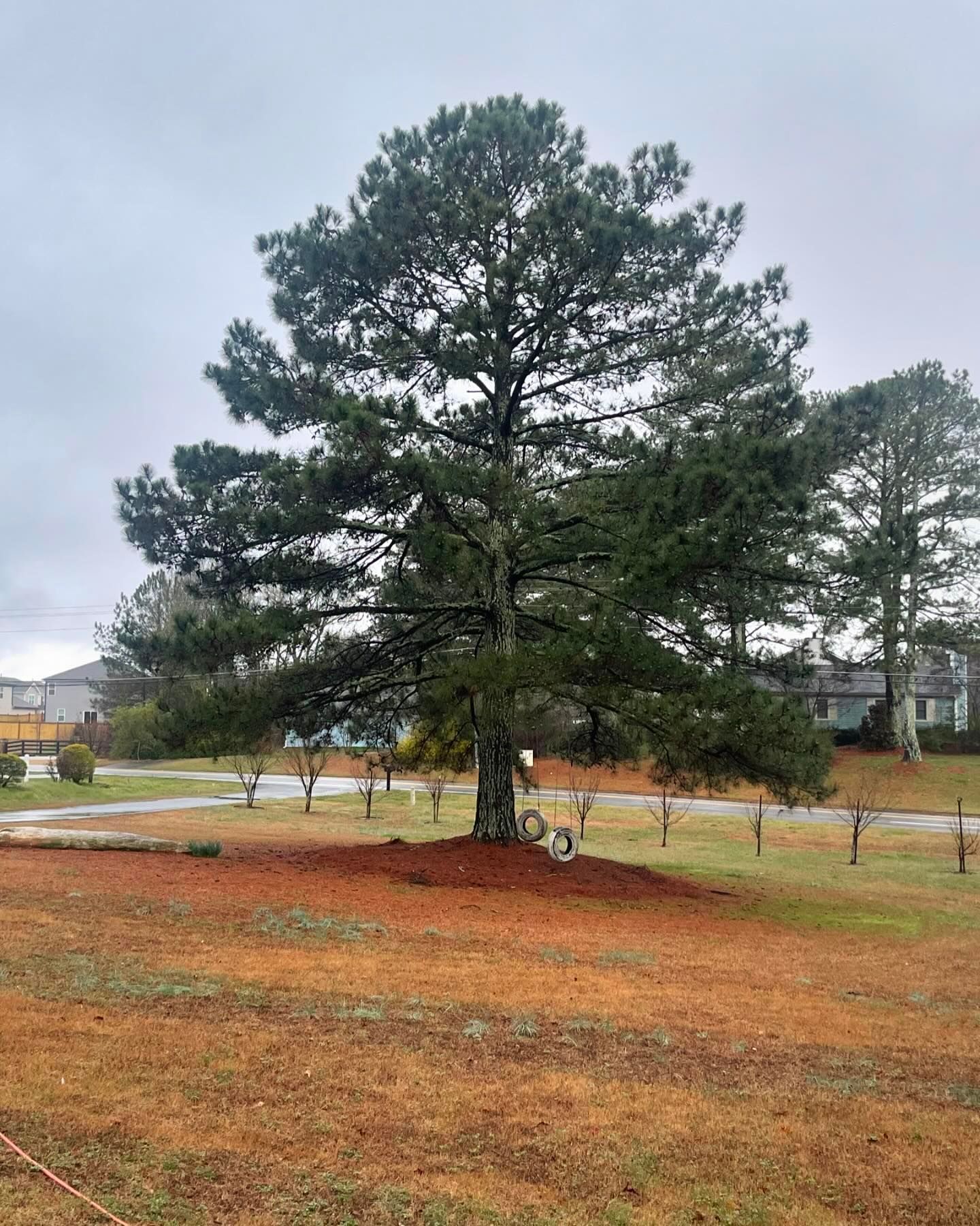 Large pine tree in a yard after professional tree trimming.