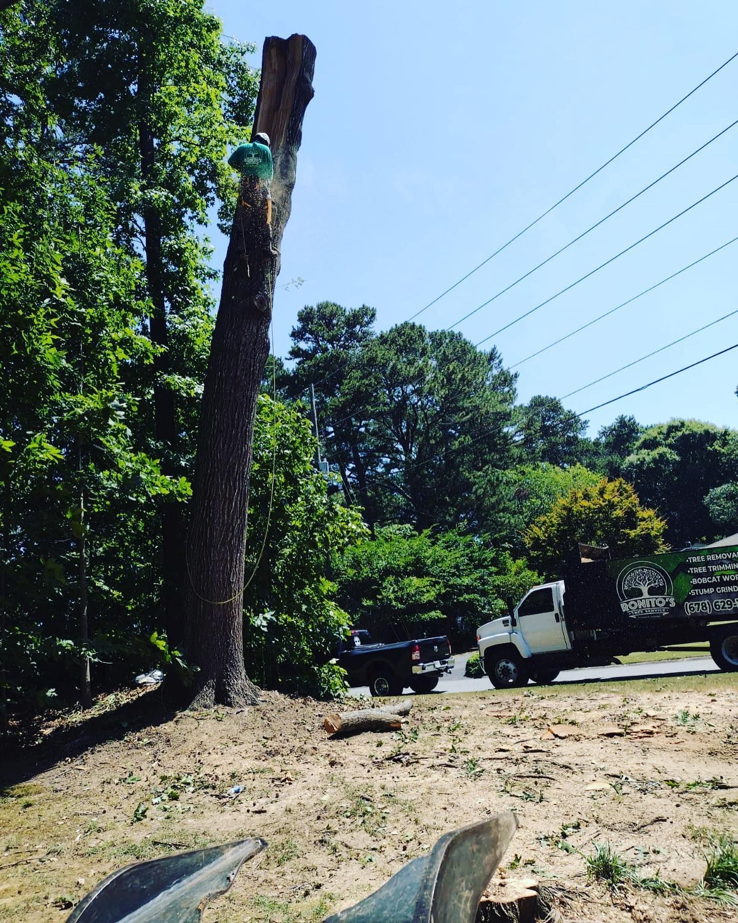 A tree stump is being removed by a tree surgeon