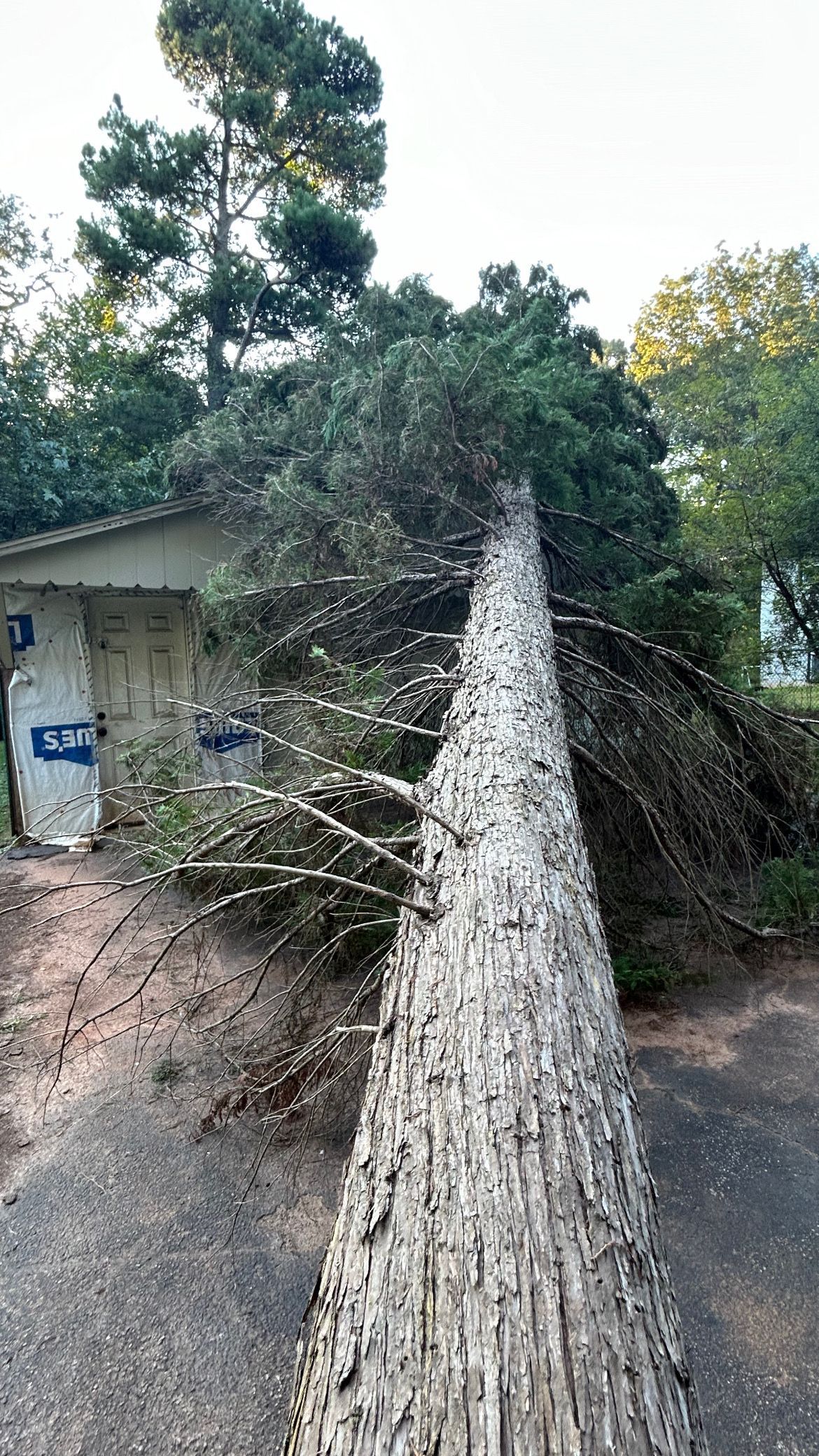 Felled tree on the roof of a house before emergency tree removal service.
