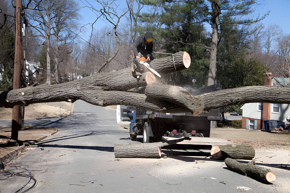 Large fallen tree blocking a residential driveway, requiring emergency tree removal services.